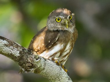 LABCOM_coruja_cabure_da_amazonia LABCOM_coruja_cabure_da_amazonia